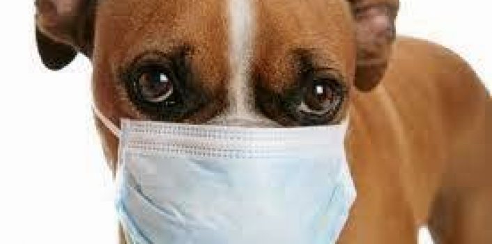 Boarding? Get the Bordetella Vaccination.