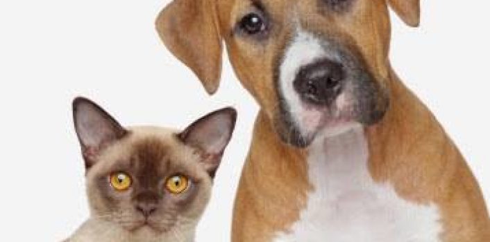 Is your pet up to date on Rabies?