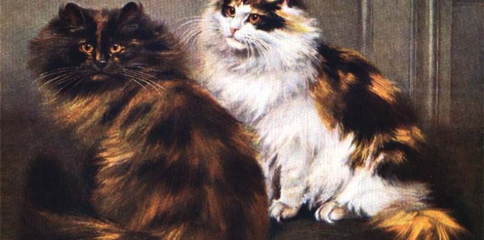 Why are all calico & tortoiseshell cats female?