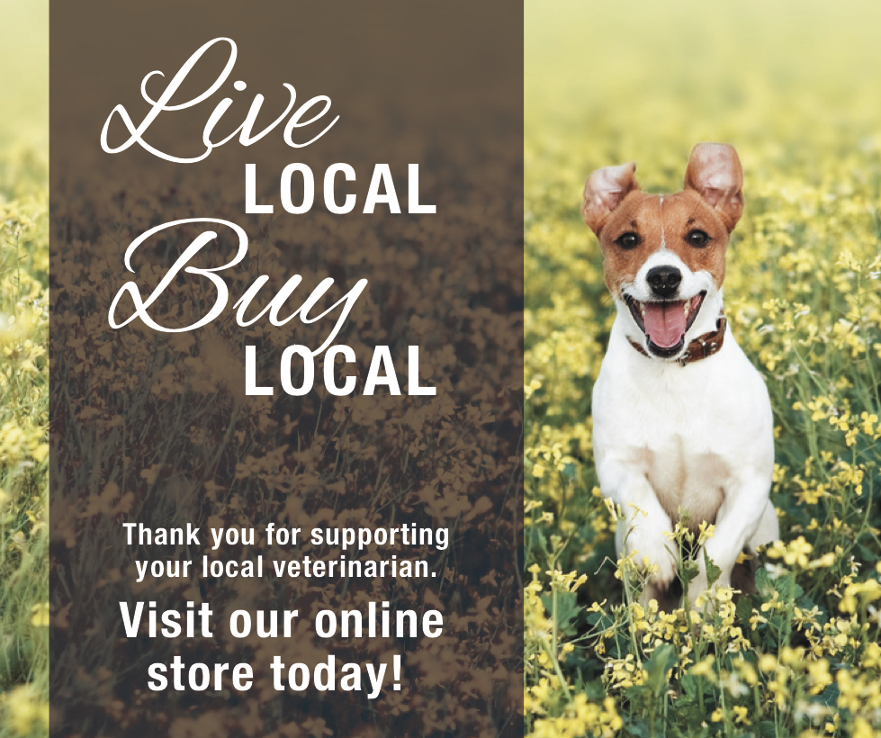 Our Online Pharmacy is Here! | Willow Animal Hospital