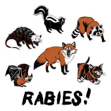Rabies is Incurable?!? | Willow Animal Hospital